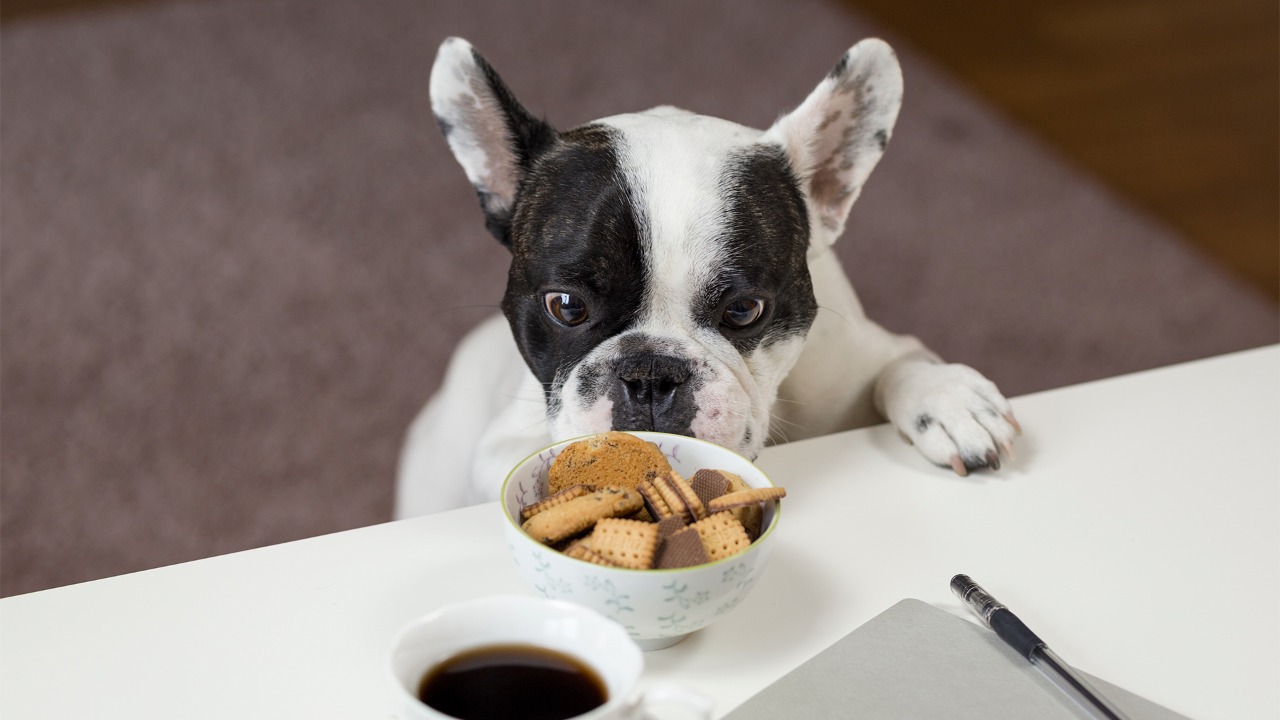 Cachorro sempre com fome: como lidar com o comportamento?